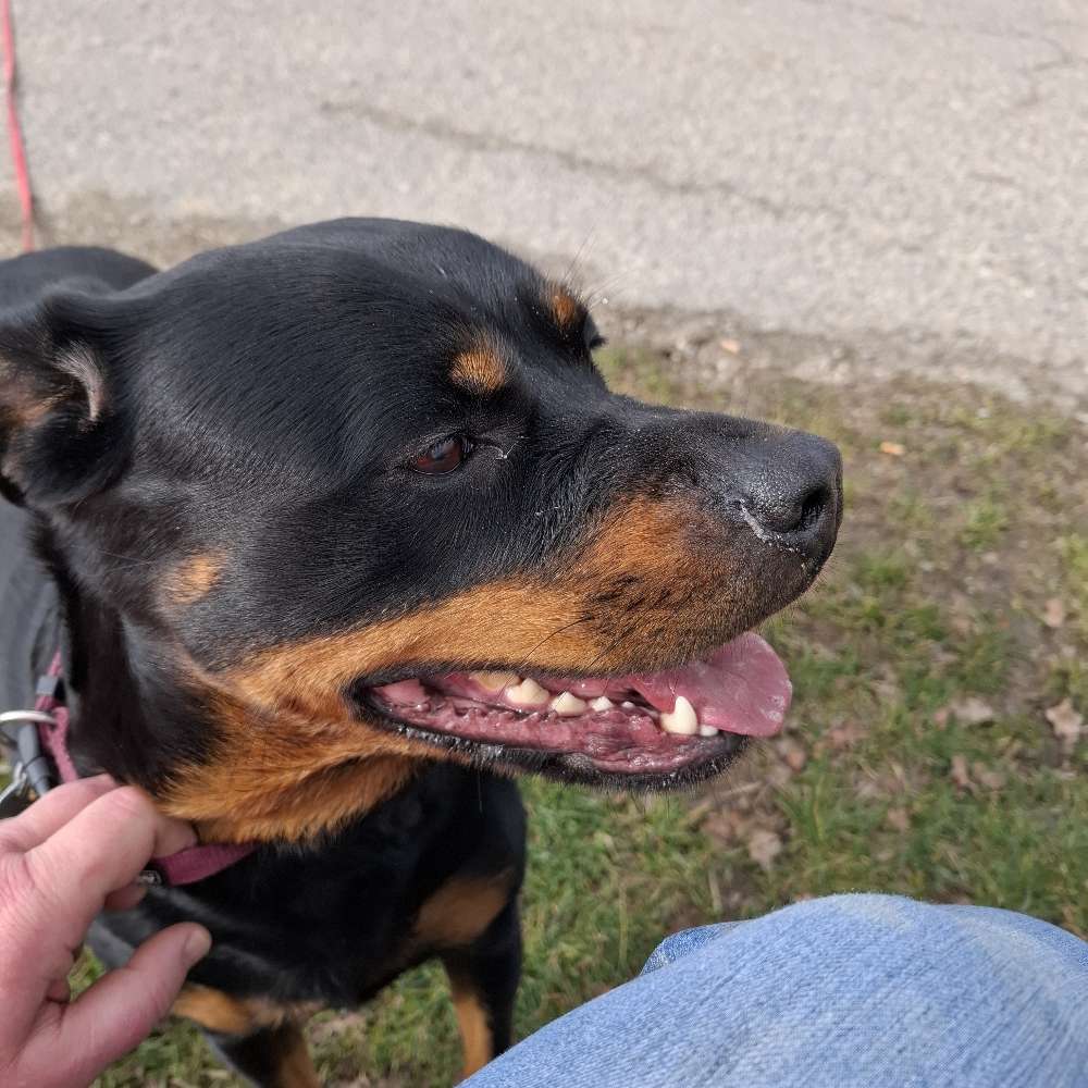 Hundetreffen-Hundetreffen-Profilbild