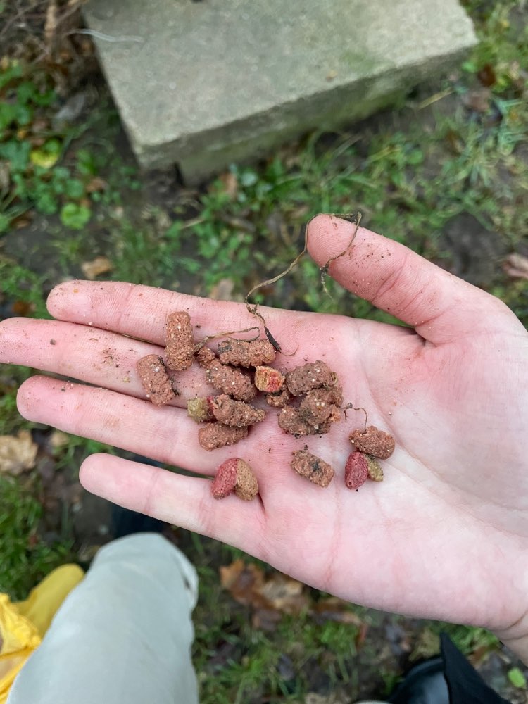 Giftköder-Ganz viele ausgelegte Leckerlies-Profilbild