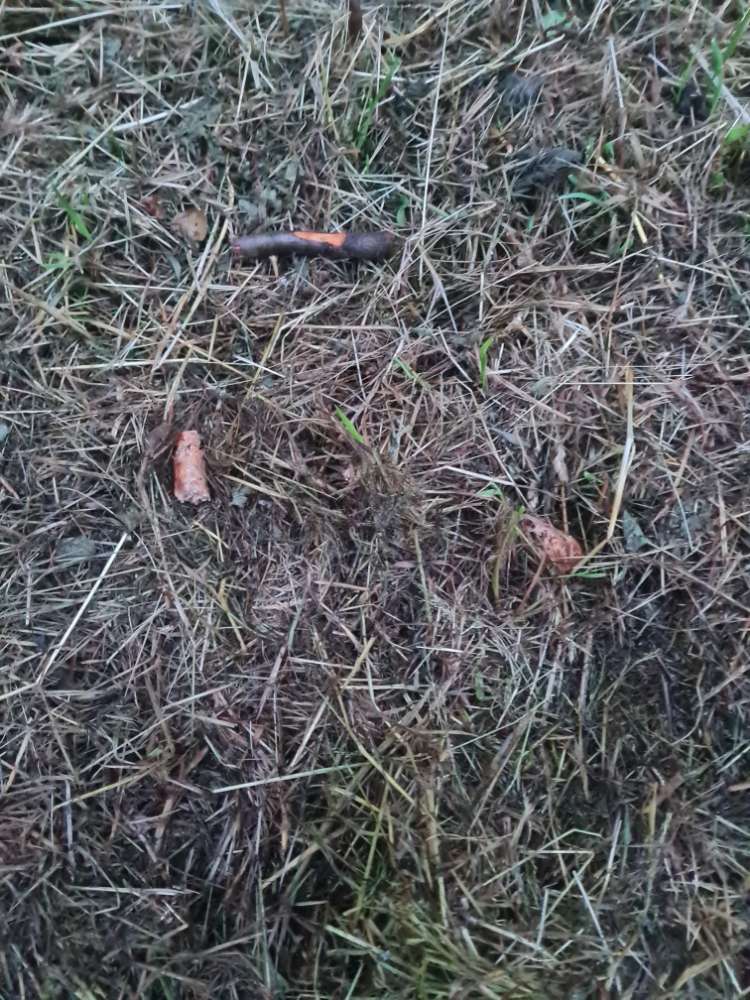 Giftköder-Eventuell Giftköder-Profilbild