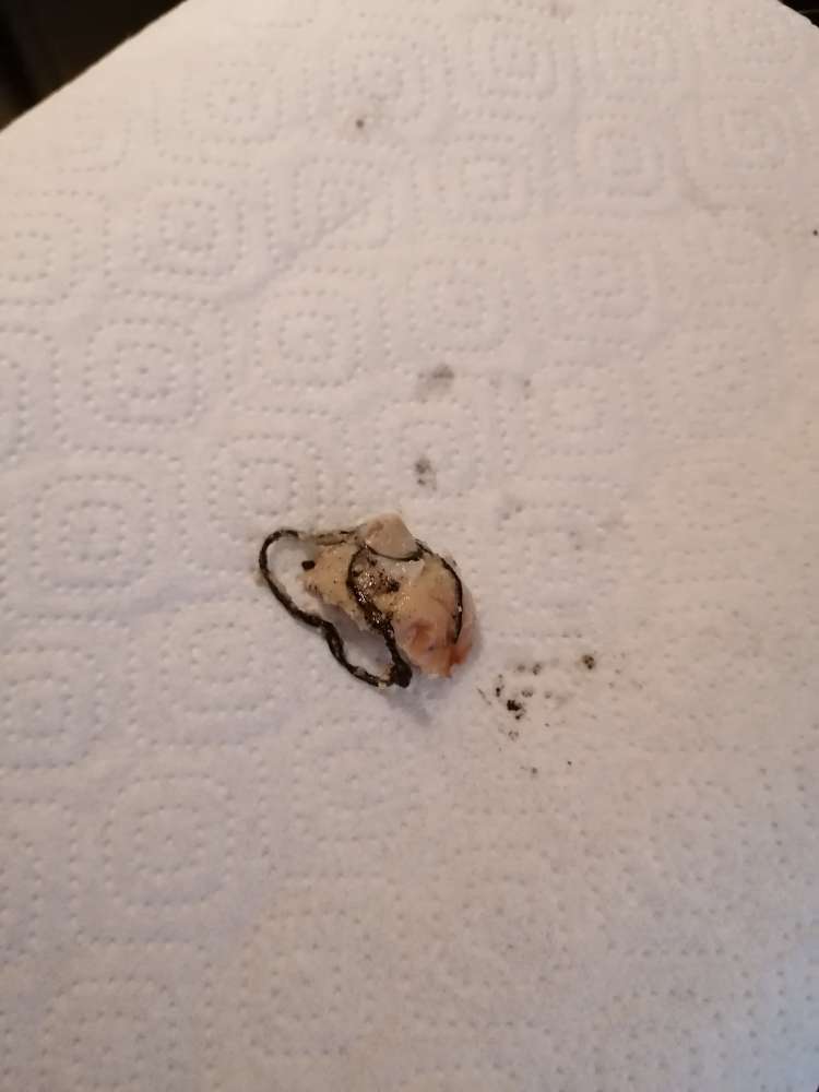 Giftköder-Möglicher Giftköder-Profilbild