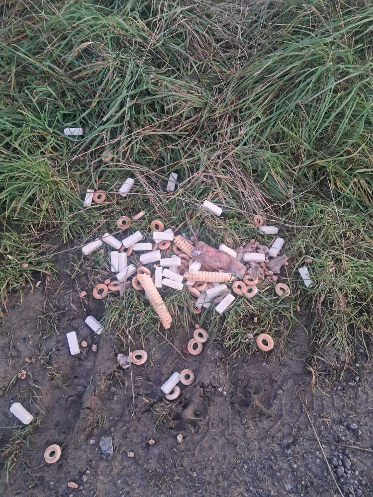 Giftköder-Totes Wildtier (vermutlich Dachs)-Profilbild