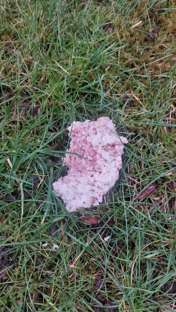 Giftköder-Evtl Giftköder-Profilbild