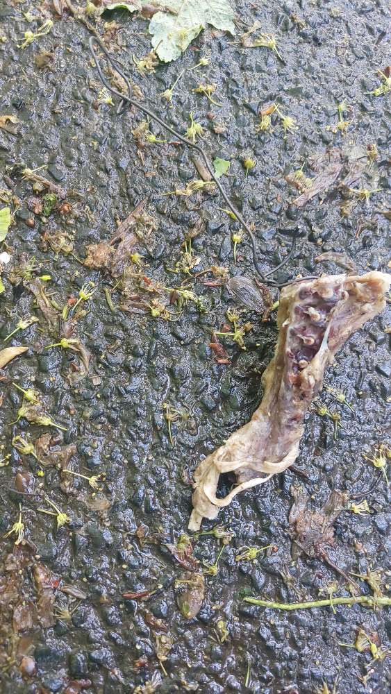 Giftköder-Fleischstück mit Draht gefunden-Profilbild