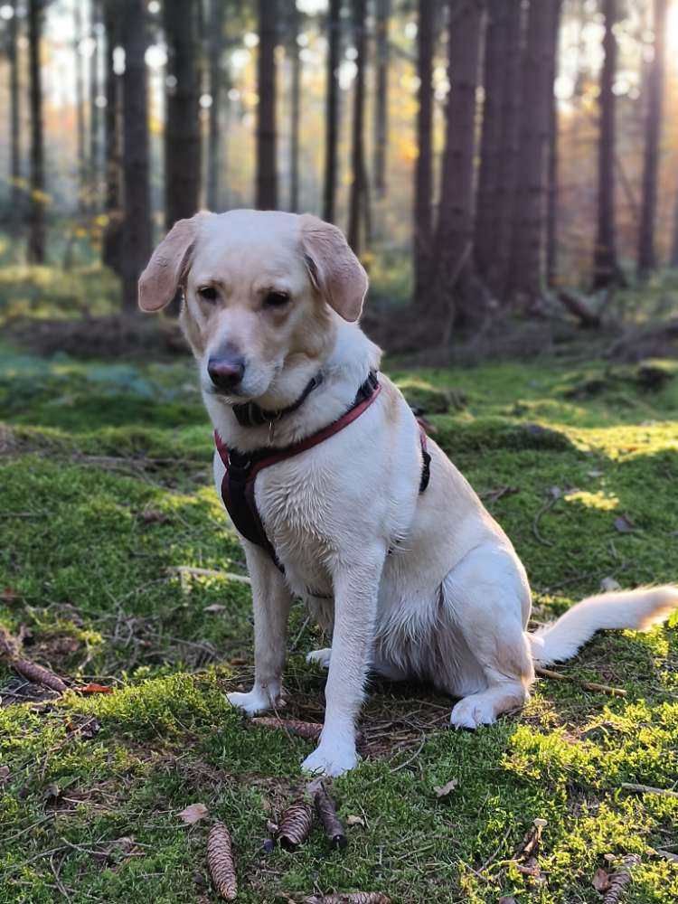 Hundetreffen-Social Walk mit reaktiven Hund-Profilbild