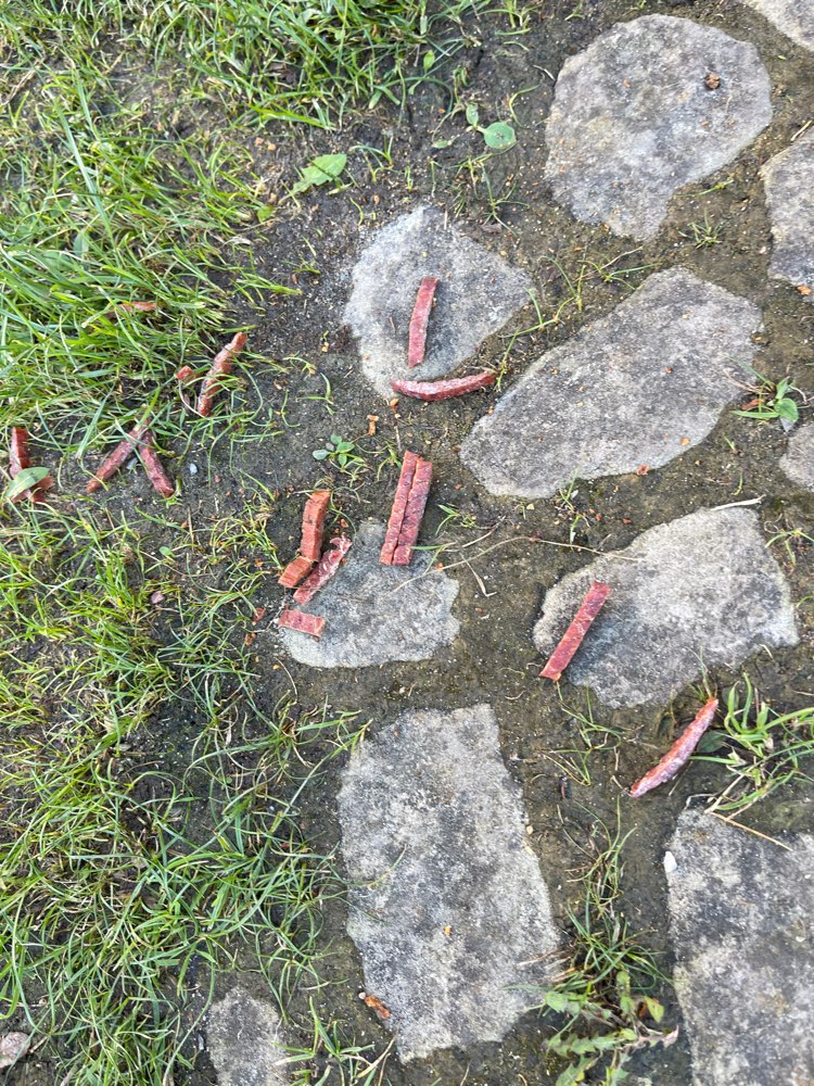 Giftköder-Verdacht auf Giftköder-Profilbild