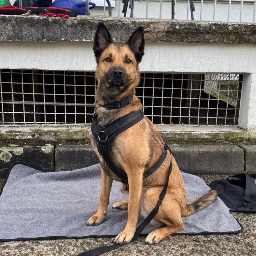 Hundetreffen-Buddys kennen lernen und flitzen🐕‍🦺🦮-Profilbild