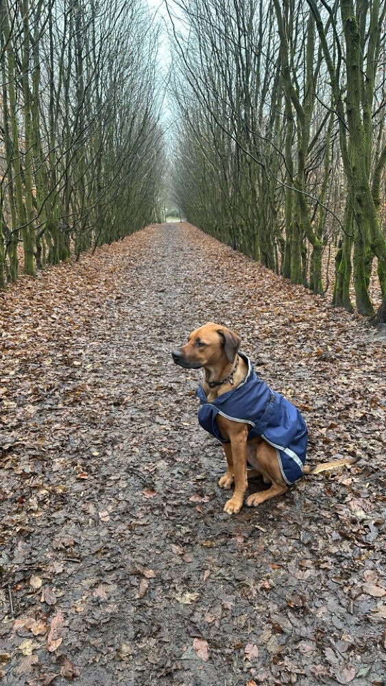 Hundetreffen-Spiel- und Spazierstunde-Profilbild