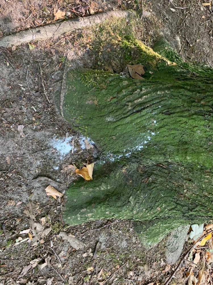 Giftköder-Möglicher Giftköder-Profilbild