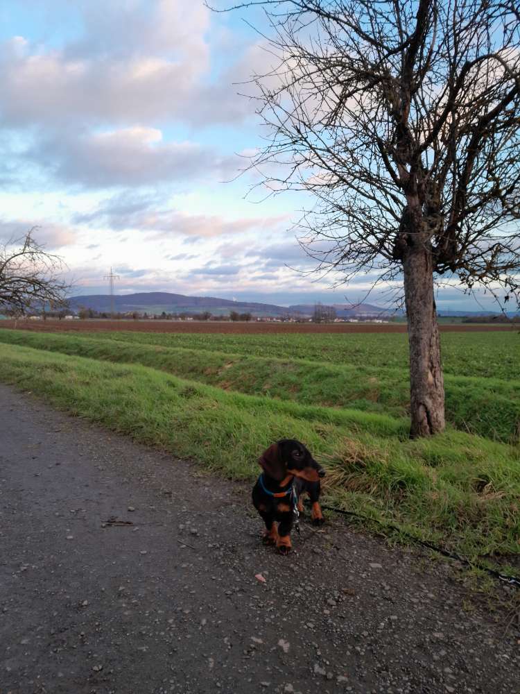 Hundetreffen-Welpentreff / Spielrunde-Profilbild