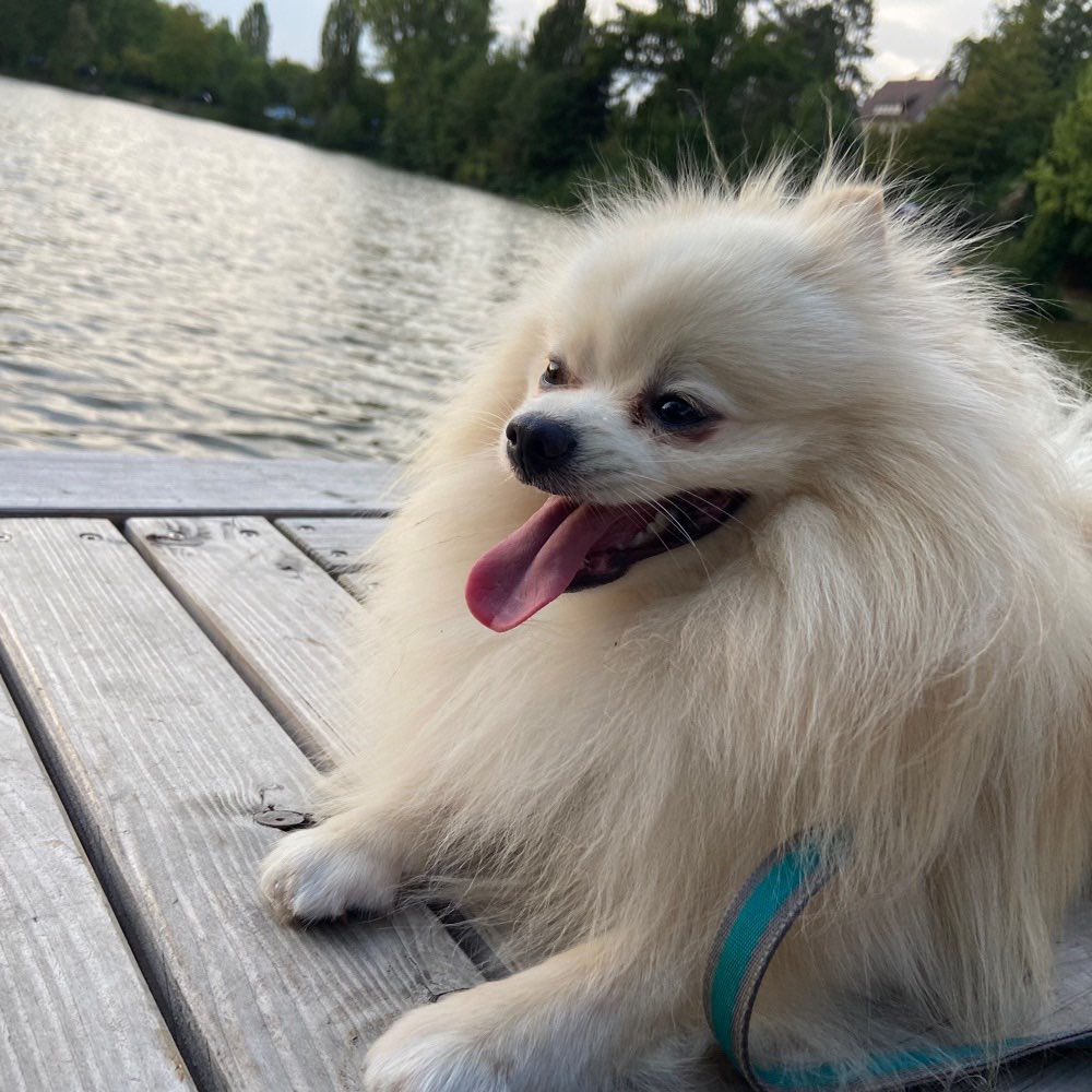 Hundetreffen-Quinten sucht Spielfreunde 🤭-Profilbild