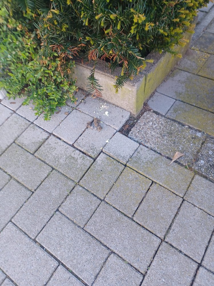 Giftköder-Giftköder-Profilbild