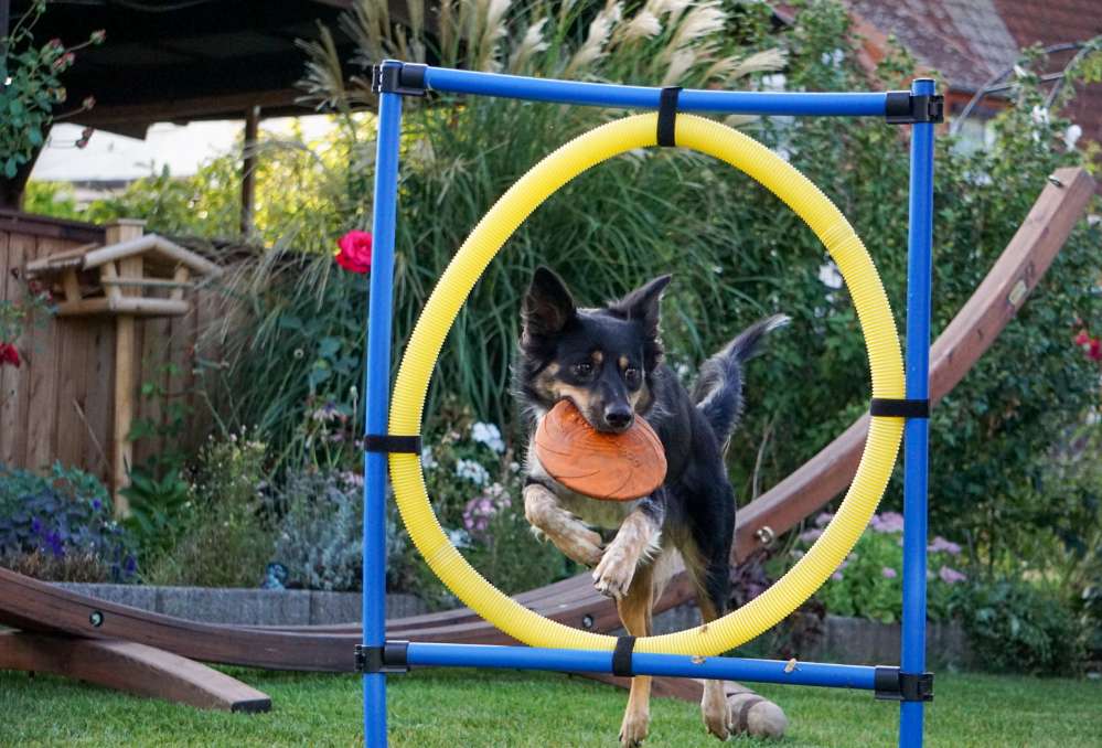 Hundetreffen-Hundefreunde gesucht-Profilbild