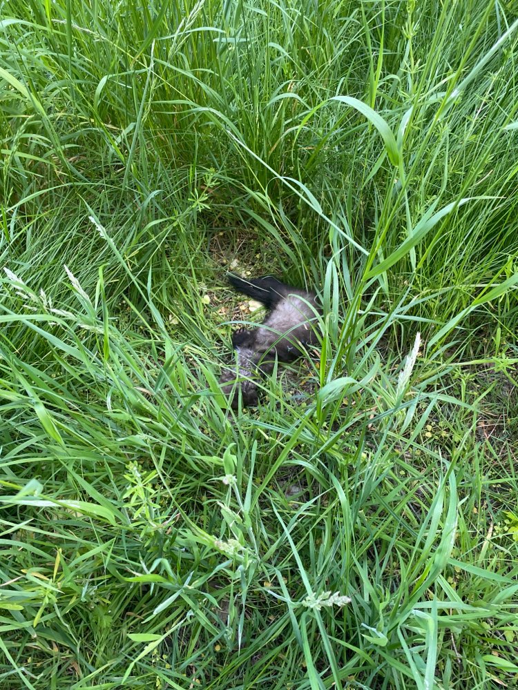 Giftköder-Totes Tier am Wegesrand-Profilbild