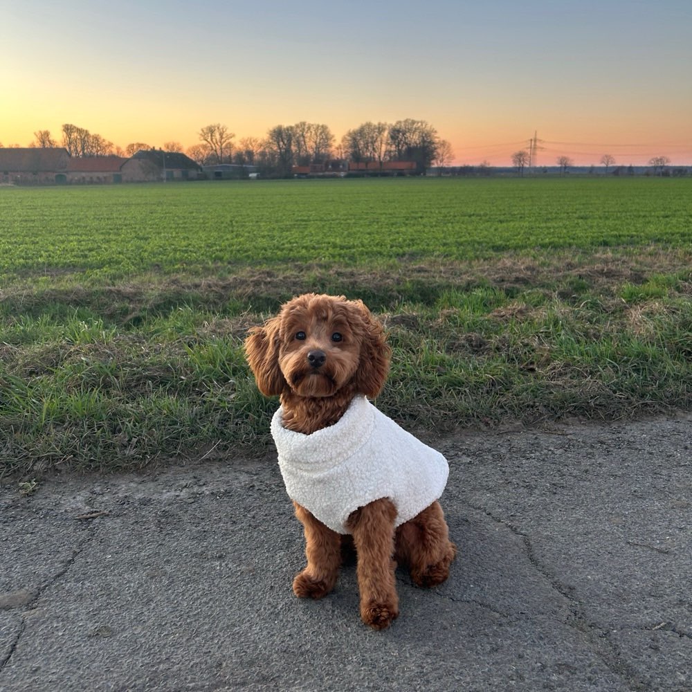 Hundetreffen-Ich suche einen Spielpartner in meiner Größe ☺️-Profilbild