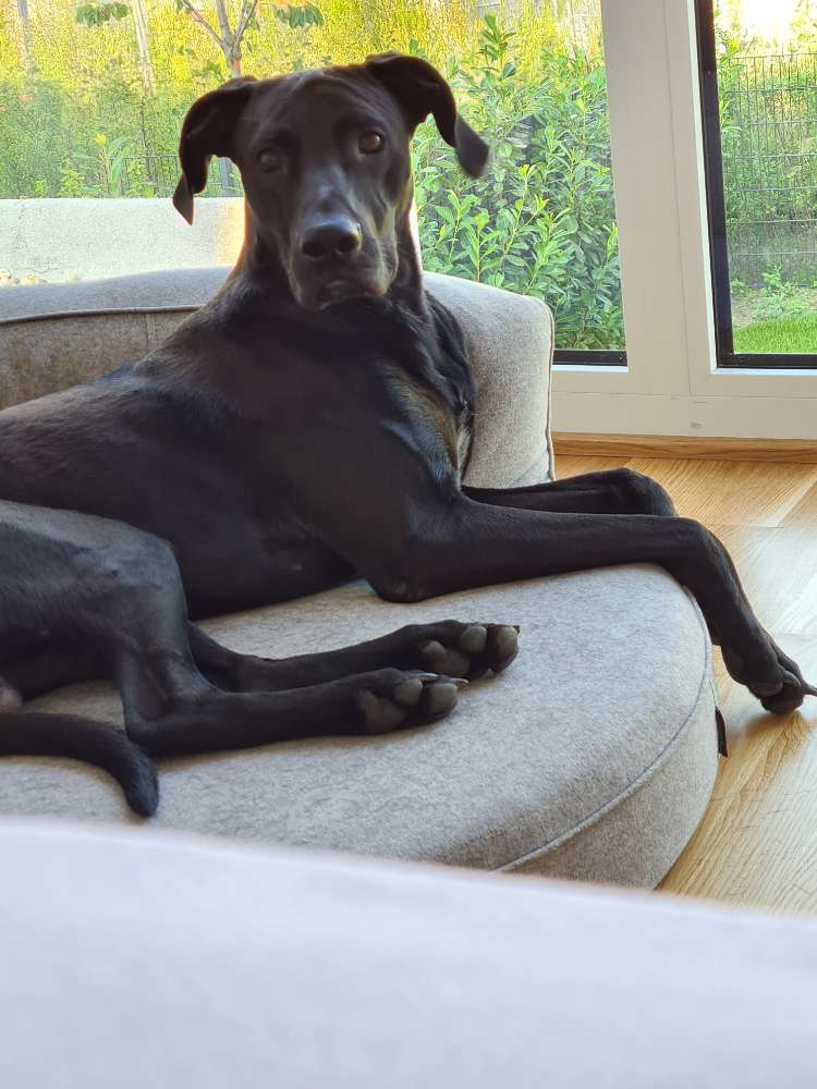 Hundetreffen-Gemeinsame Spiel- und Lerntreffen-Profilbild