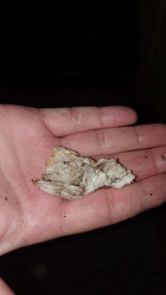 Giftköder-Fleisch im Gebüsch-Profilbild