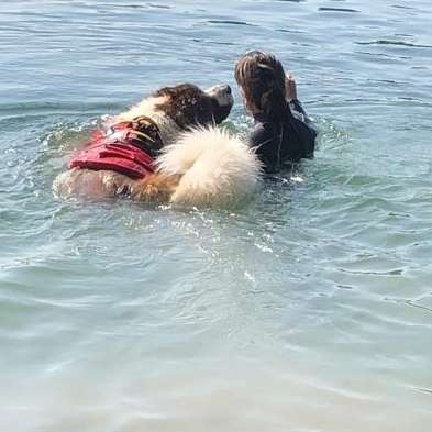 Hundetreffen-Suche Spiel-/Gassikumpels-Profilbild