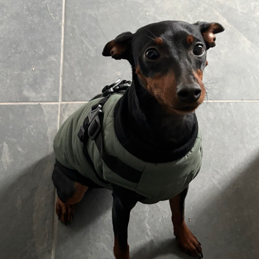 Hundetreffen-Suche nach Spielkameraden-Profilbild