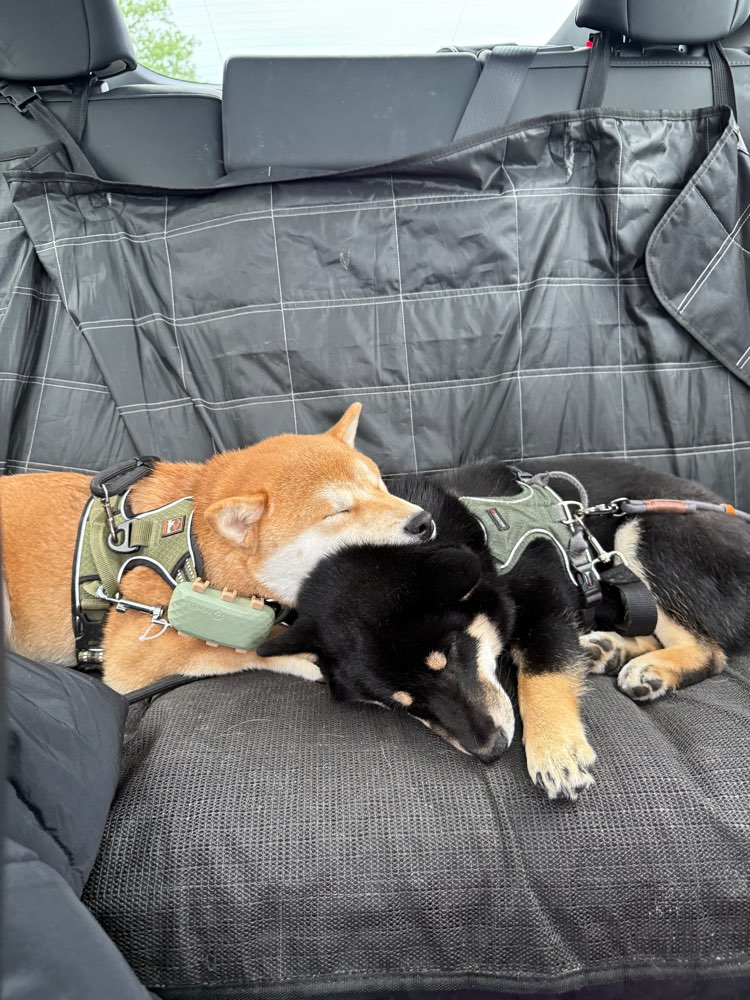 Hundetreffen-Junghunde Spielpartner gesucht 🥰-Profilbild