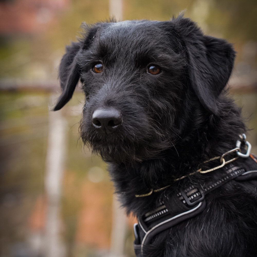 Hundetreffen-Fotoshooting beim Gassi gehen-Profilbild