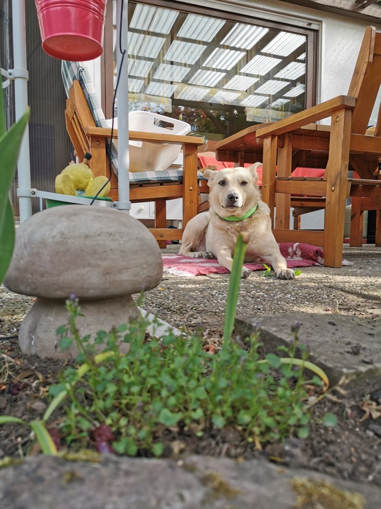 Hundetreffen-Trainingspartner/in gesucht-Profilbild