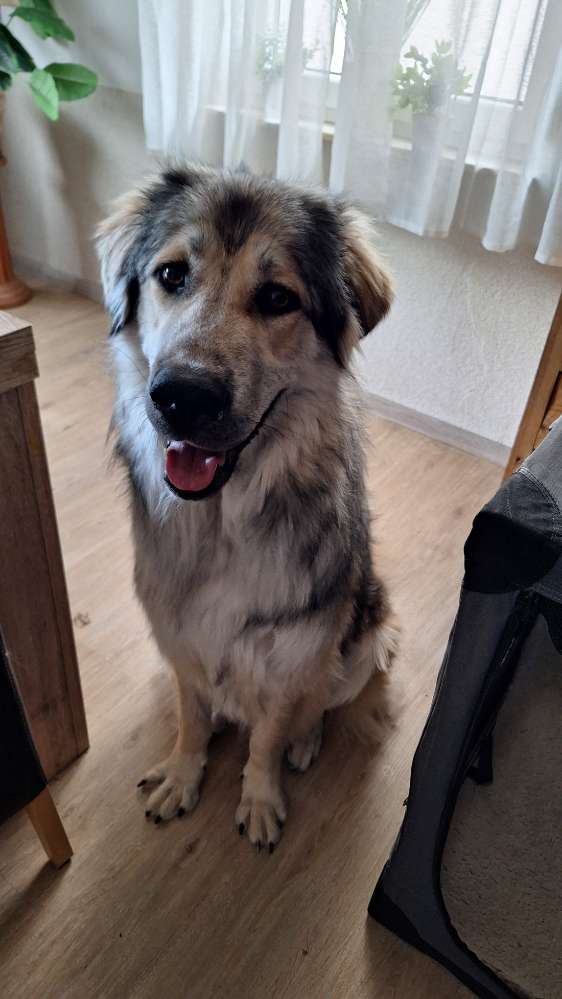 Hundetreffen-Spielen und Gassigehen in Aschaffenburg oder Umgebung-Profilbild