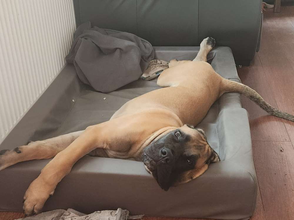 Hundetreffen-Spielkameraden für den 6 Monate alten Guts gesucht.-Profilbild