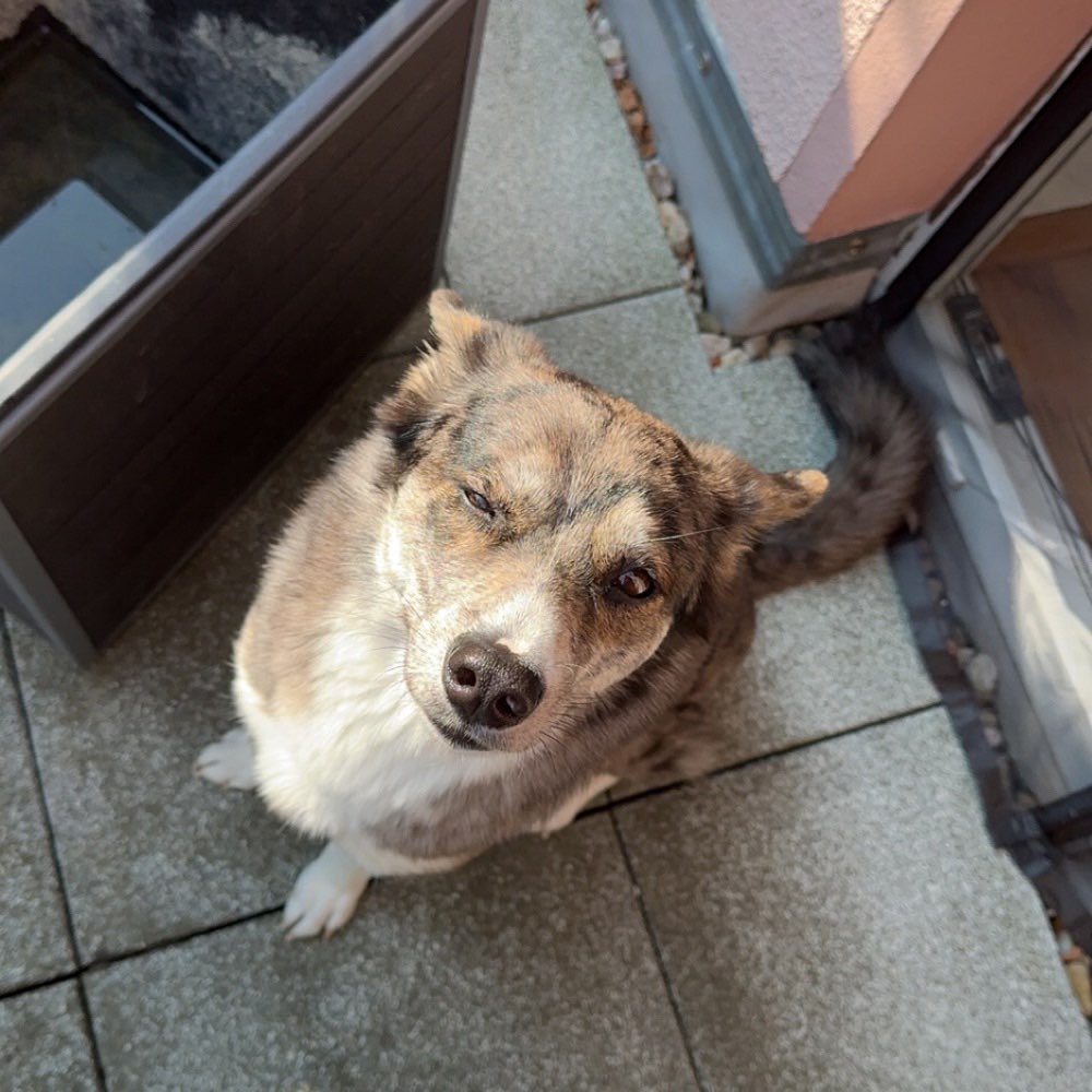 Hundetreffen-Fellfreunde gesucht-Profilbild