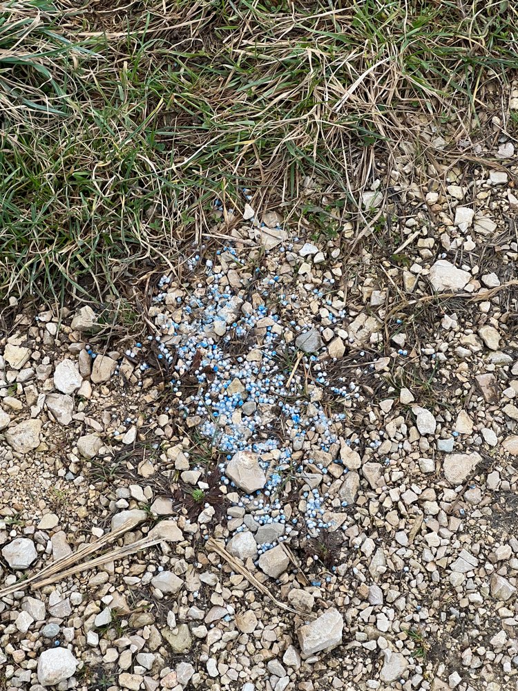 Giftköder-Blaukorn-Profilbild