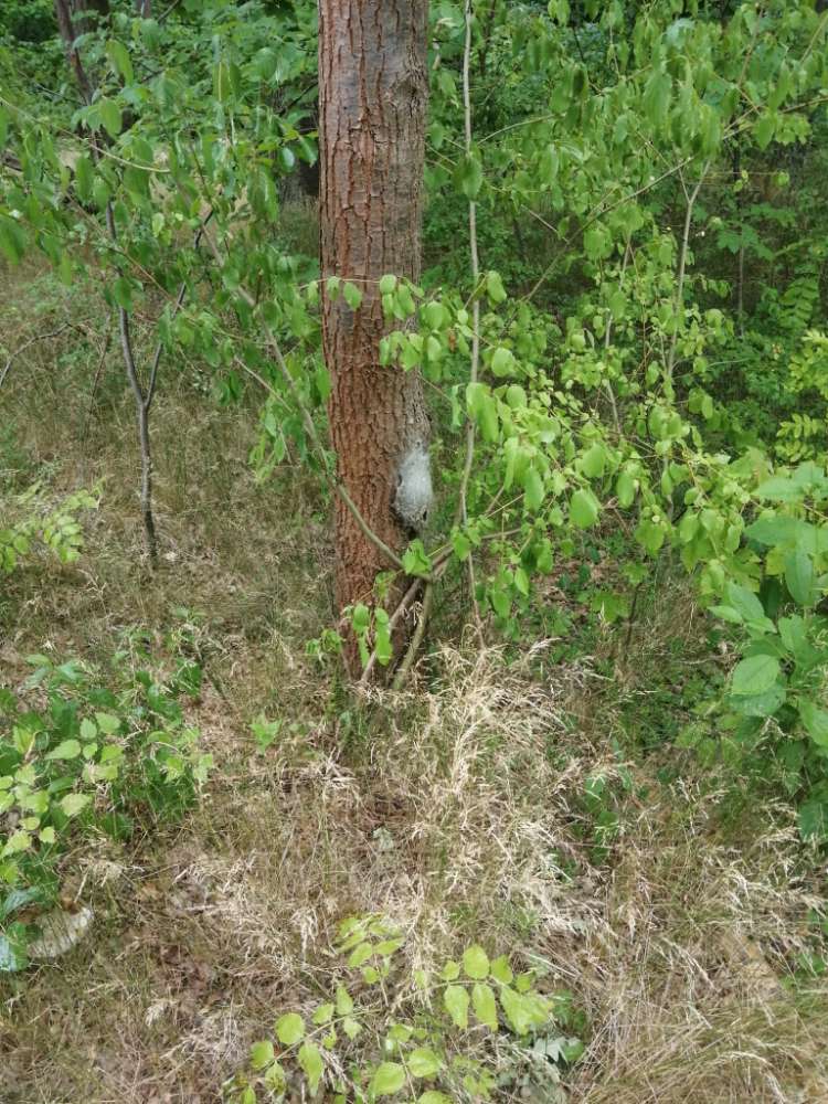 Giftköder-Eichenprozessionsspinner-Profilbild