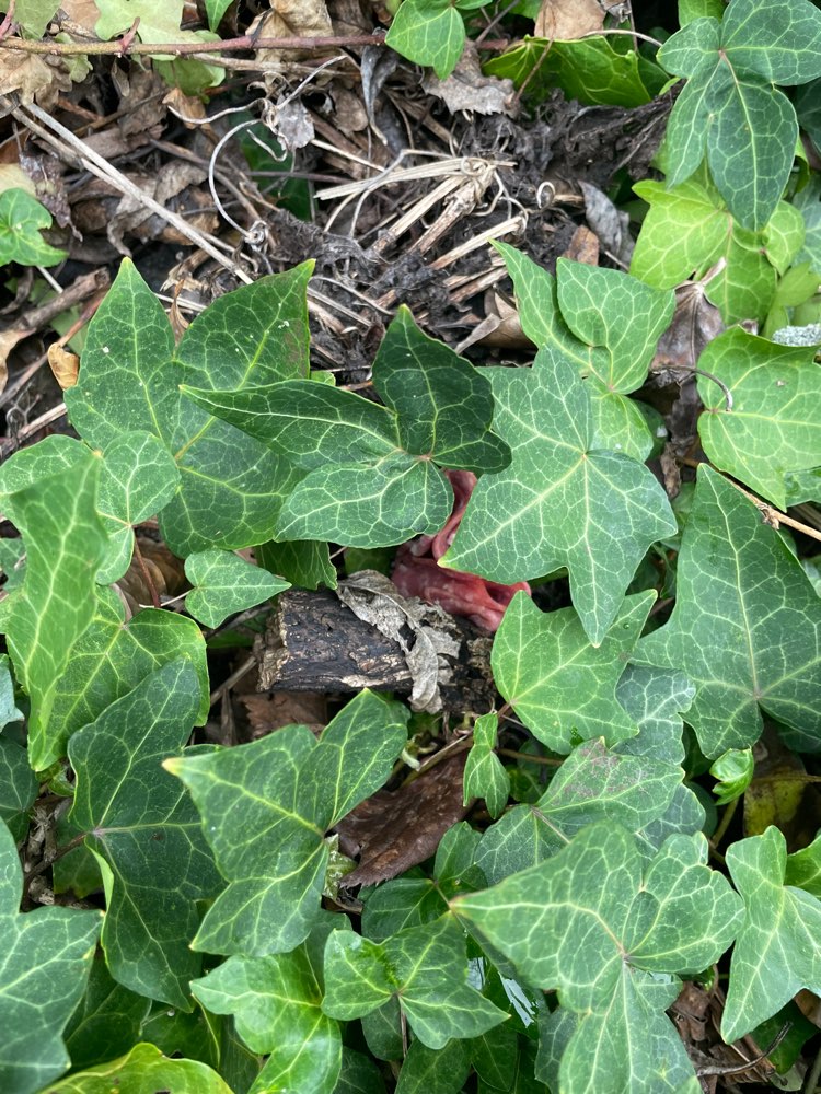 Giftköder-Giftköder / Drappierte Wurst im Efeu-Profilbild