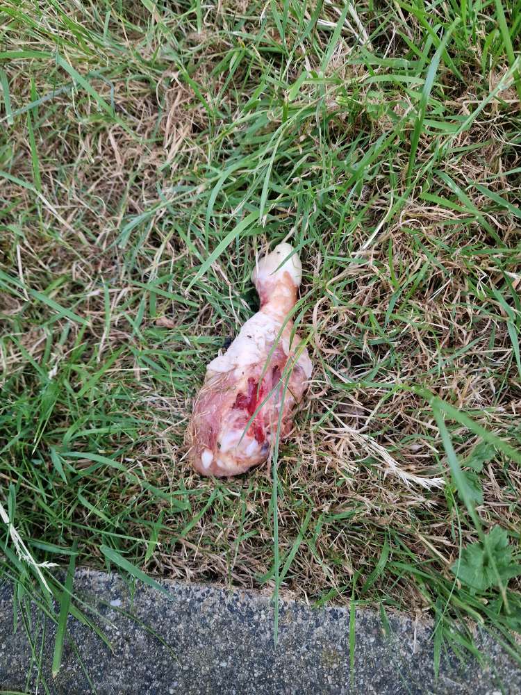 Giftköder-Achtung Hähnchenschenkel mit Speck-Profilbild