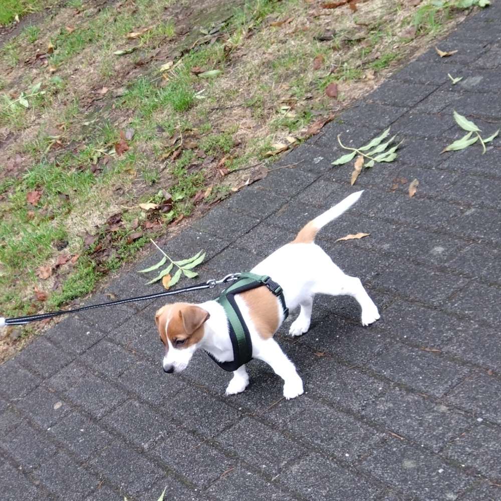 Hundetreffen-Juckt Russel Welpen Treff-Profilbild