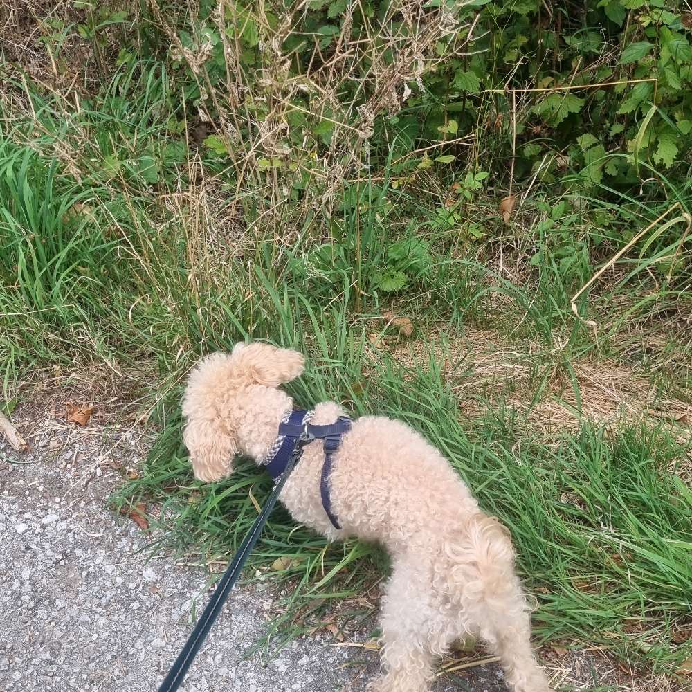 Hundetreffen-Kleiner Hundekumpel für Molly gesucht-Profilbild