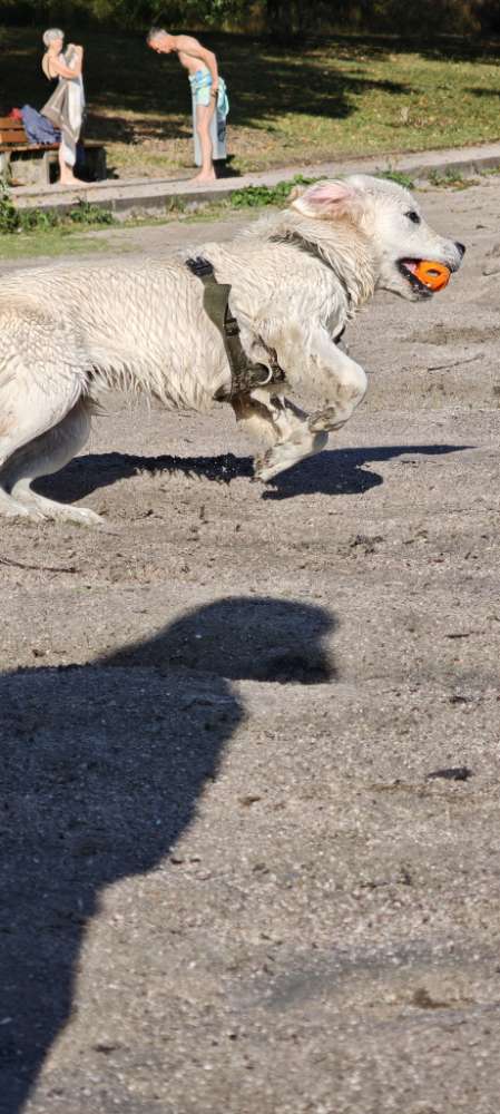 Hundetreffen-Gassi gehen spielen Training-Profilbild