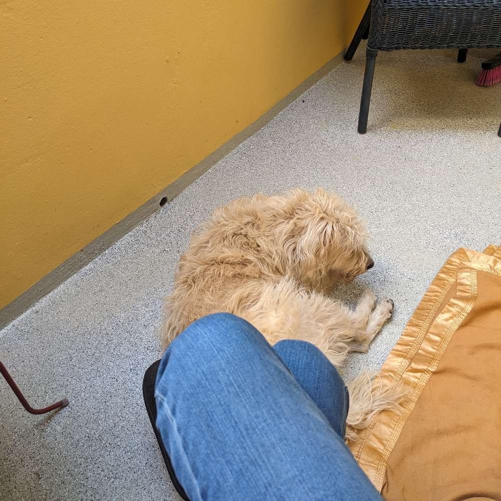 Hundetreffen-Sternschanzenspiel-Profilbild