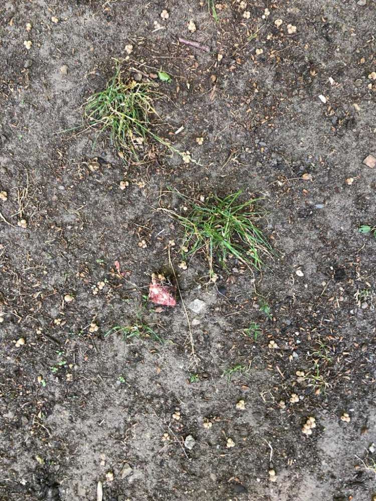 Giftköder-Giftköder-Profilbild