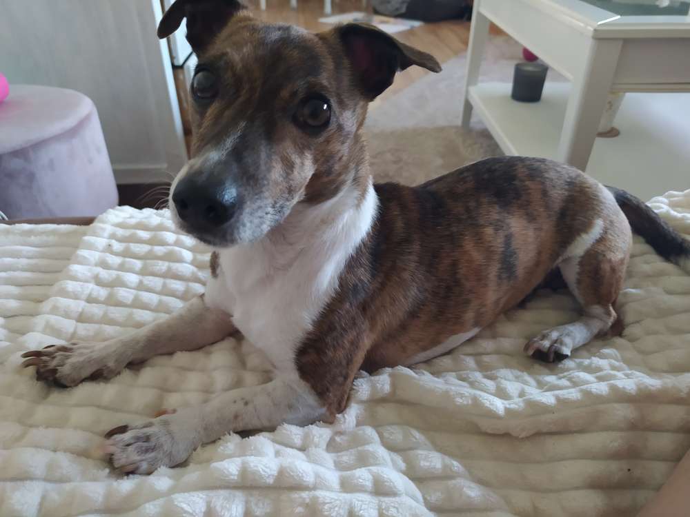 Hundetreffen-gemeinsam Gassi bzw wandern-Profilbild