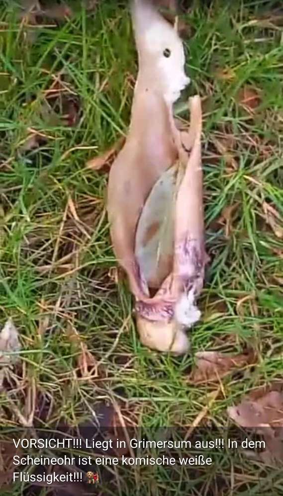 Giftköder-Schweineohr mit weißer Flüssigkeit-Profilbild