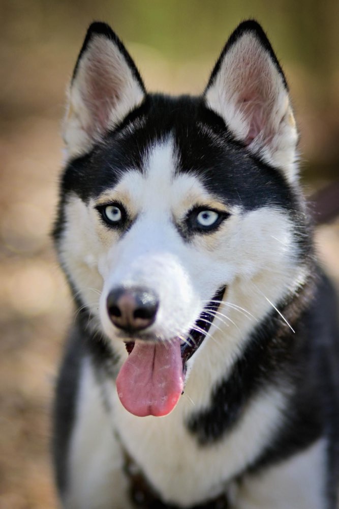 Hundetreffen-Chiva sucht eine Freundin zum spielen und spazierengehen-Profilbild