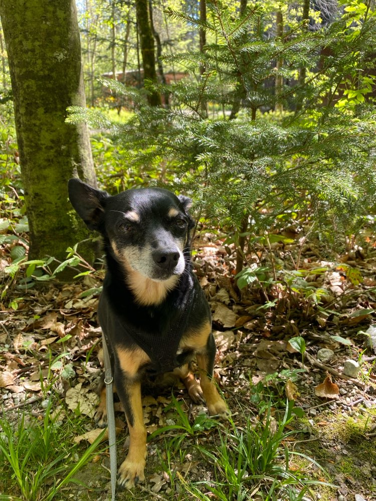 Hundetreffen-Gemeinsame Spaziergänge-Profilbild