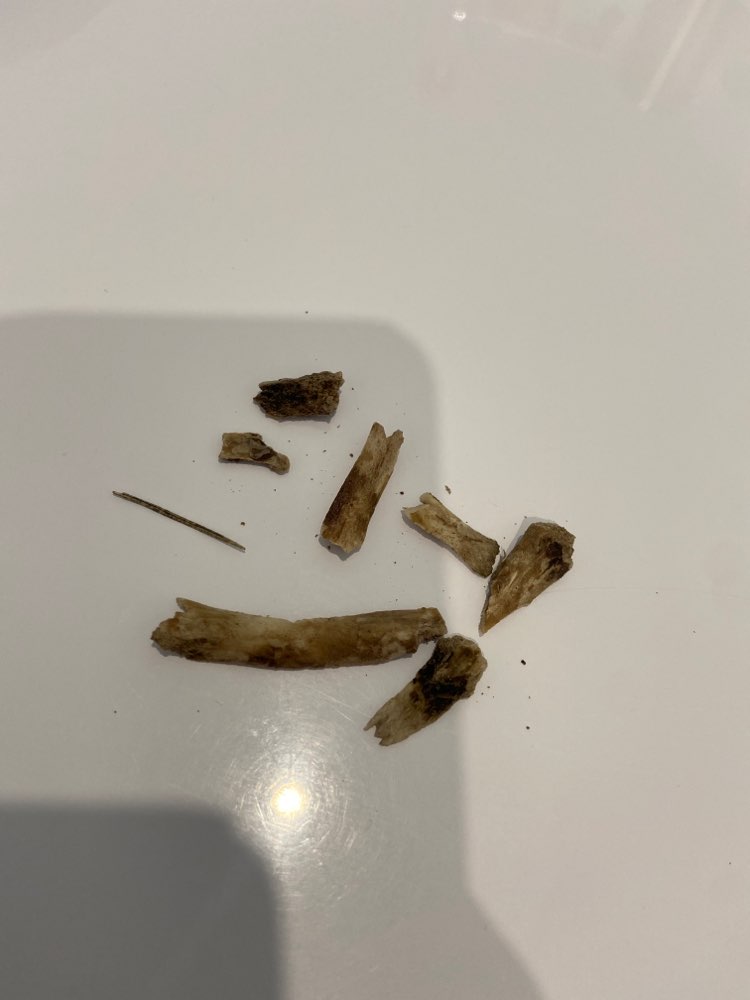 Giftköder-Spitze Knochenreste-Profilbild