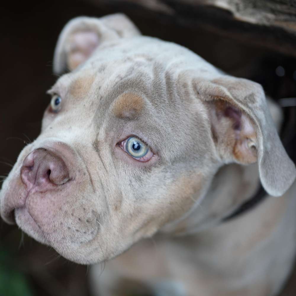 Hundetreffen-Welpentreff-Profilbild