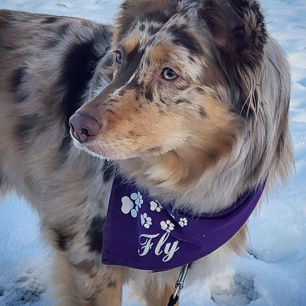 Hundetreffen-Trainingspartner und SpaziergangsBuddys gesucht🍀-Profilbild