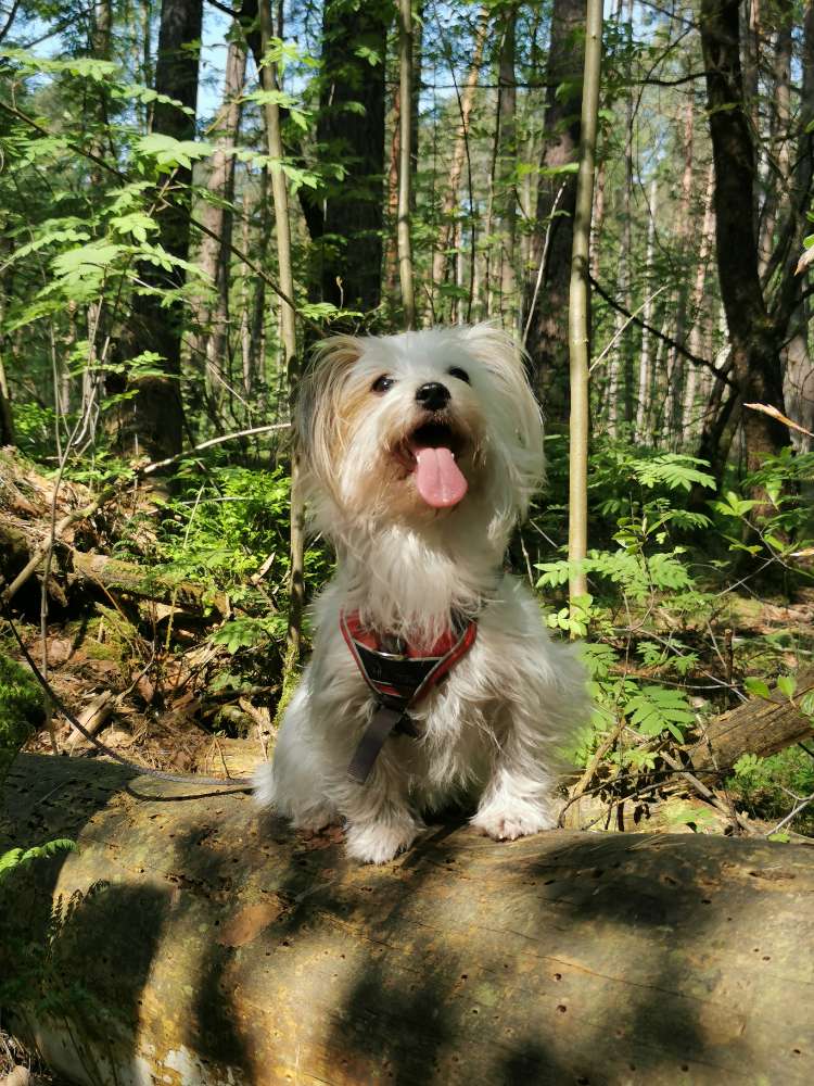 Hundetreffen-Joy sucht Spiel und Spazierfreunde-Profilbild