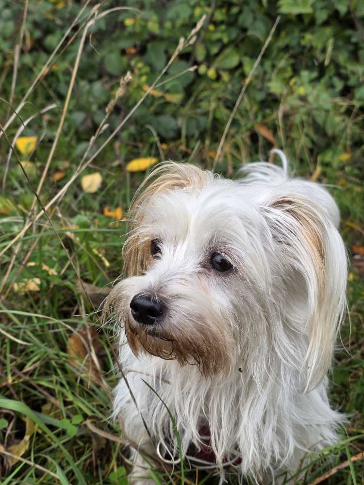 Hundetreffen-Spiel und Spazierpartner-Profilbild