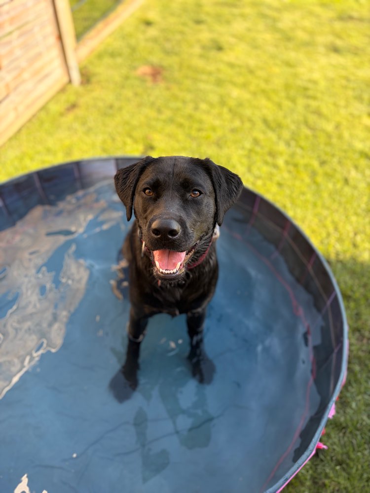Hundetreffen-Spielpartner gesucht ✨-Profilbild