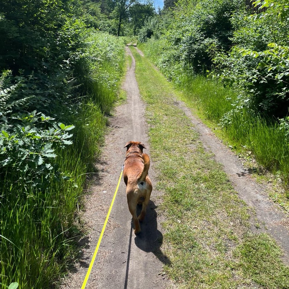 Hundetreffen-Gassi-Runde/Playdate-Profilbild