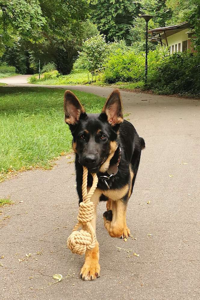 Hundetreffen-Hundefreunde zum Gassi gehen und Spielen gesucht 😊-Profilbild