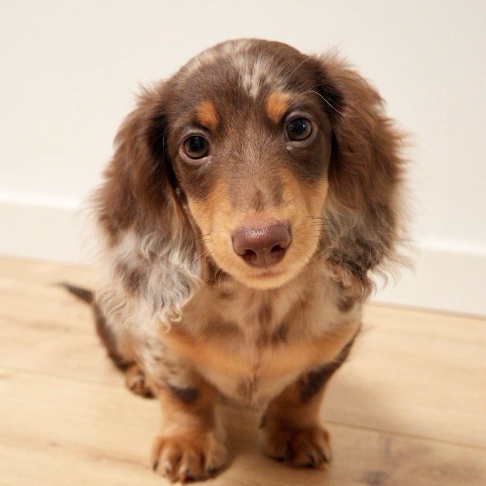 Hundetreffen-Welpentreffen (kleine Rassen) im Hundegarten im Steinbergpark-Profilbild